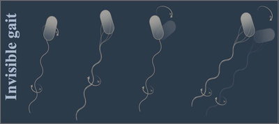 Swimming Gaits