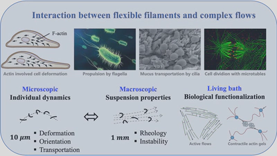 Dynamics of Actin Filaments