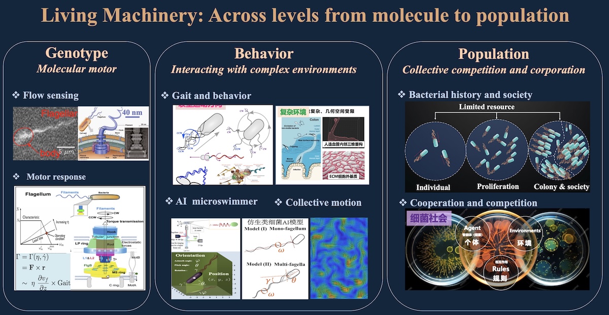 Overview of SMPL research