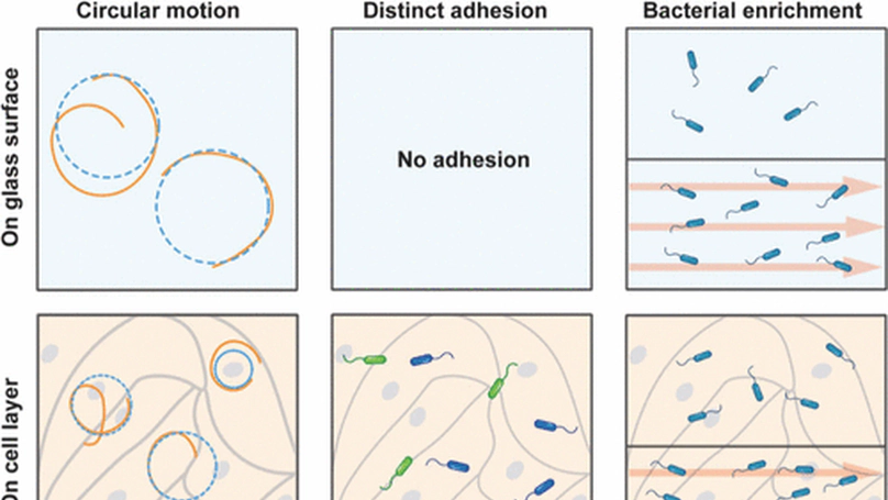 Publish the results on bacteria interacting with endothelial cell on JPCB