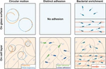 Publish the results on bacteria interacting with endothelial cell on JPCB